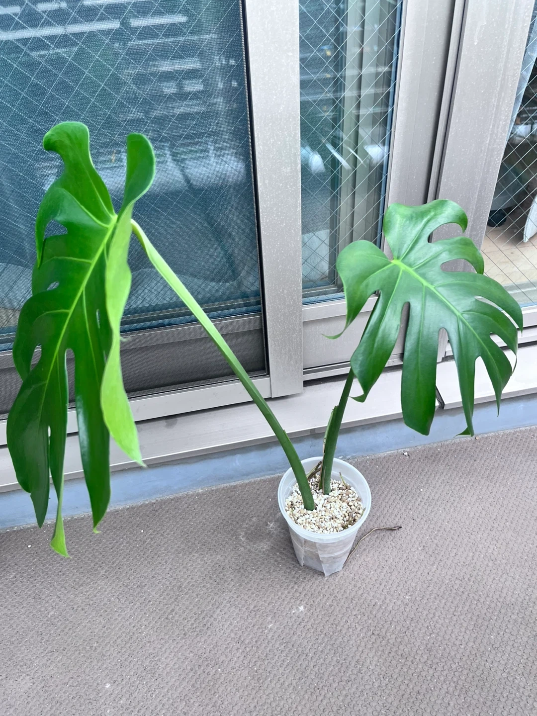 モンステラ 観葉植物Cの写真7枚目