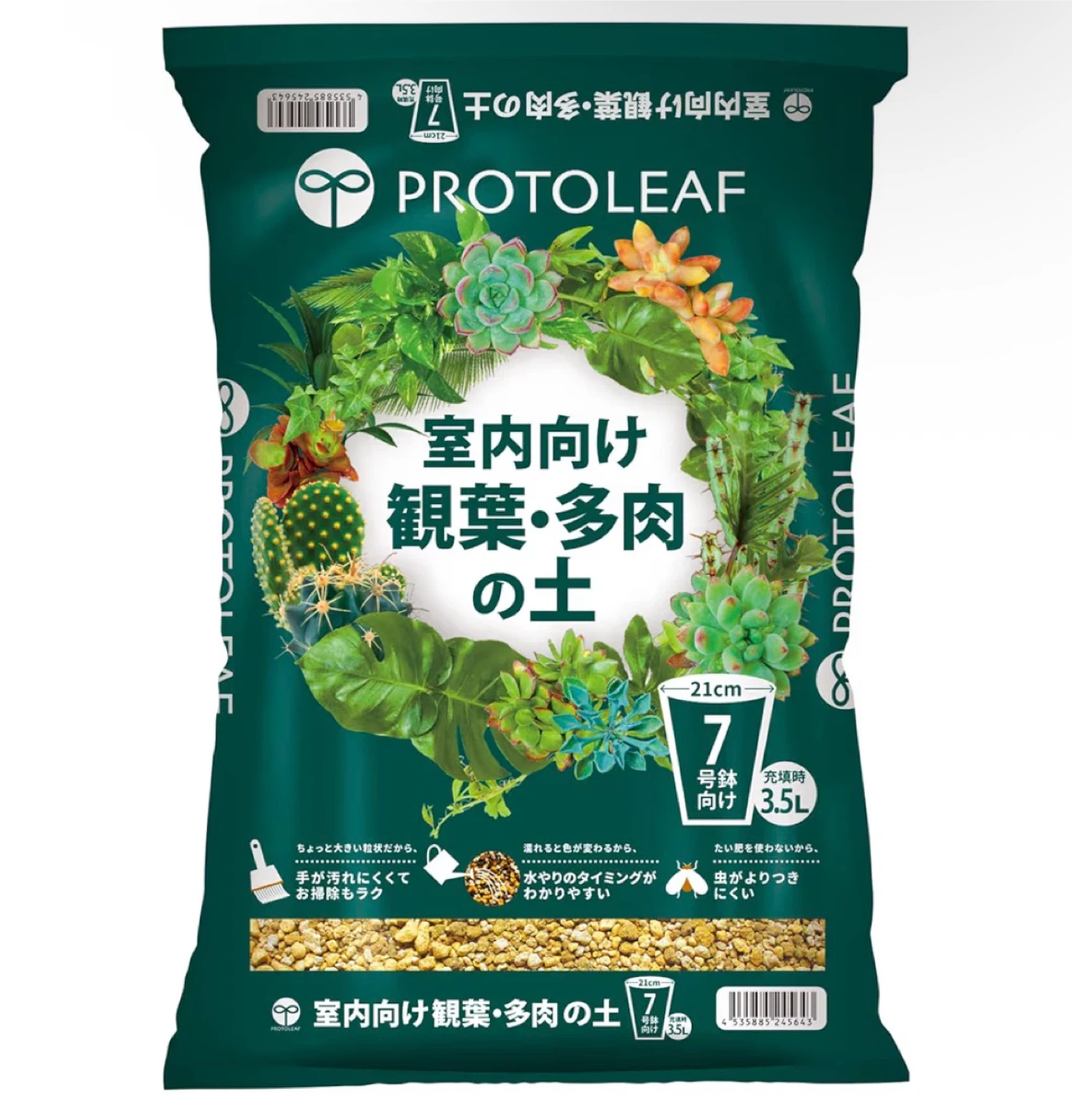 モンステラ 観葉植物Cの写真8枚目
