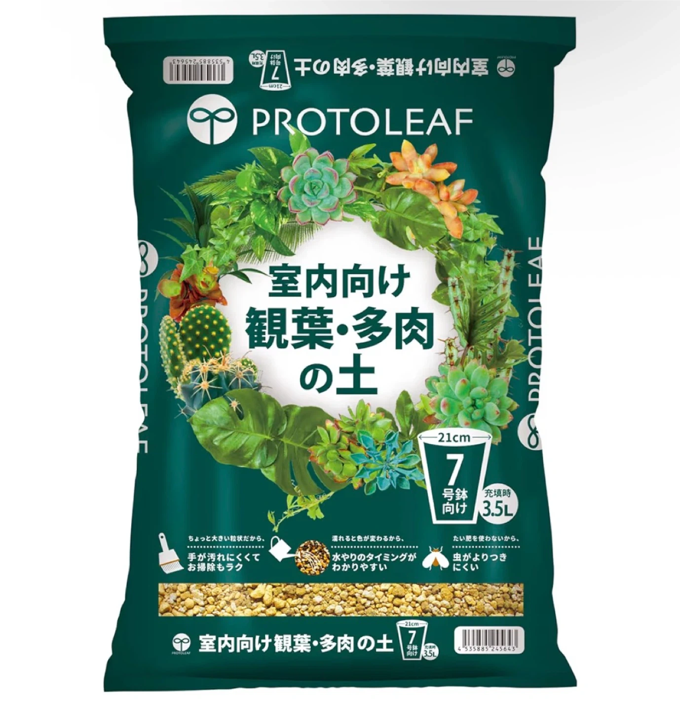 モンステラ 観葉植物Cの写真8枚目