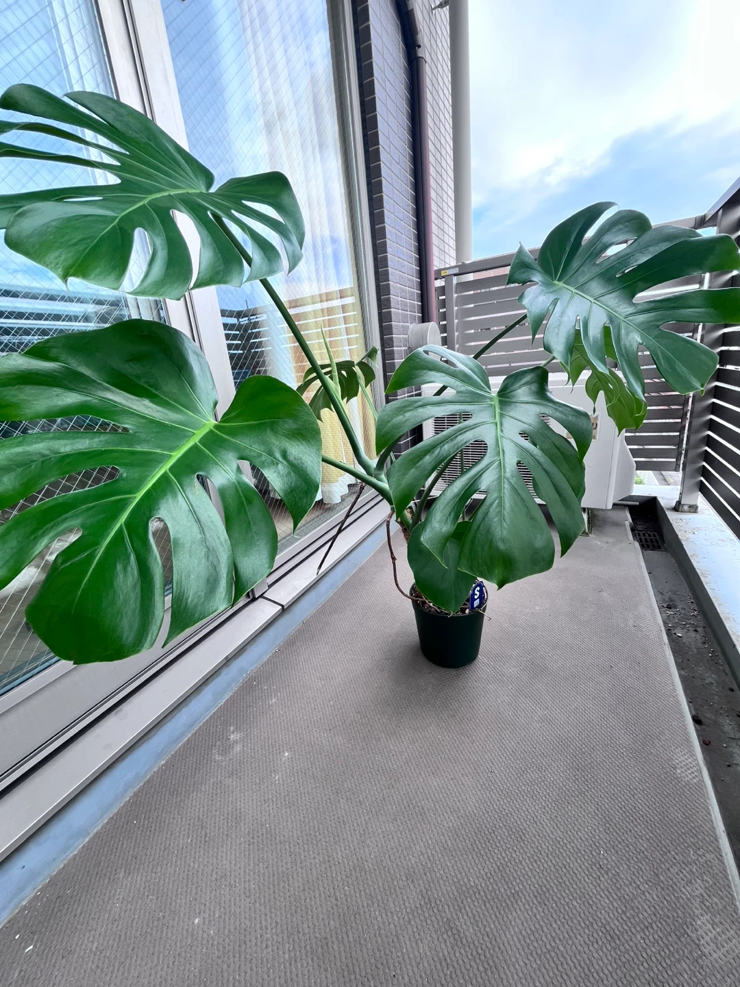 モンステラ 観葉植物Cの写真10枚目