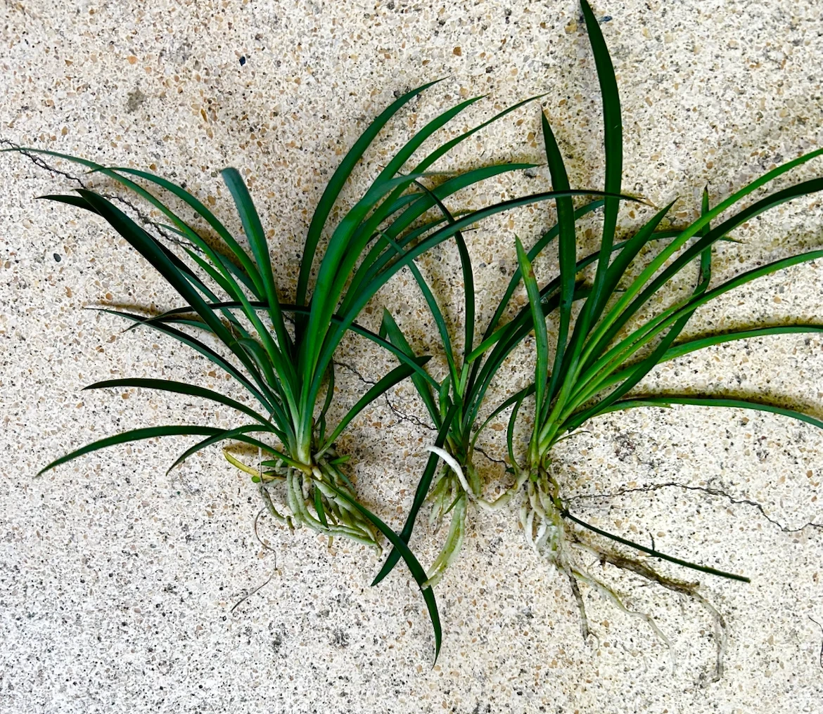 観葉植物 蘭 カット苗 まとめ売り