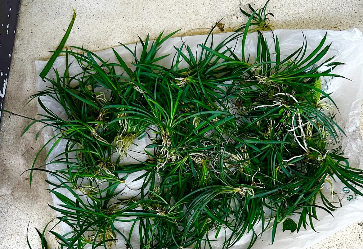 観葉植物 蘭 カット苗 まとめ売りの写真2枚目