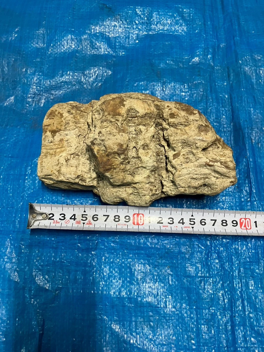 ❶珪化木 化石 天然石 観賞石