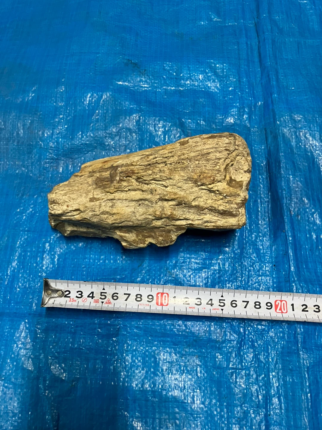 ❶珪化木 化石 天然石 観賞石の写真2枚目