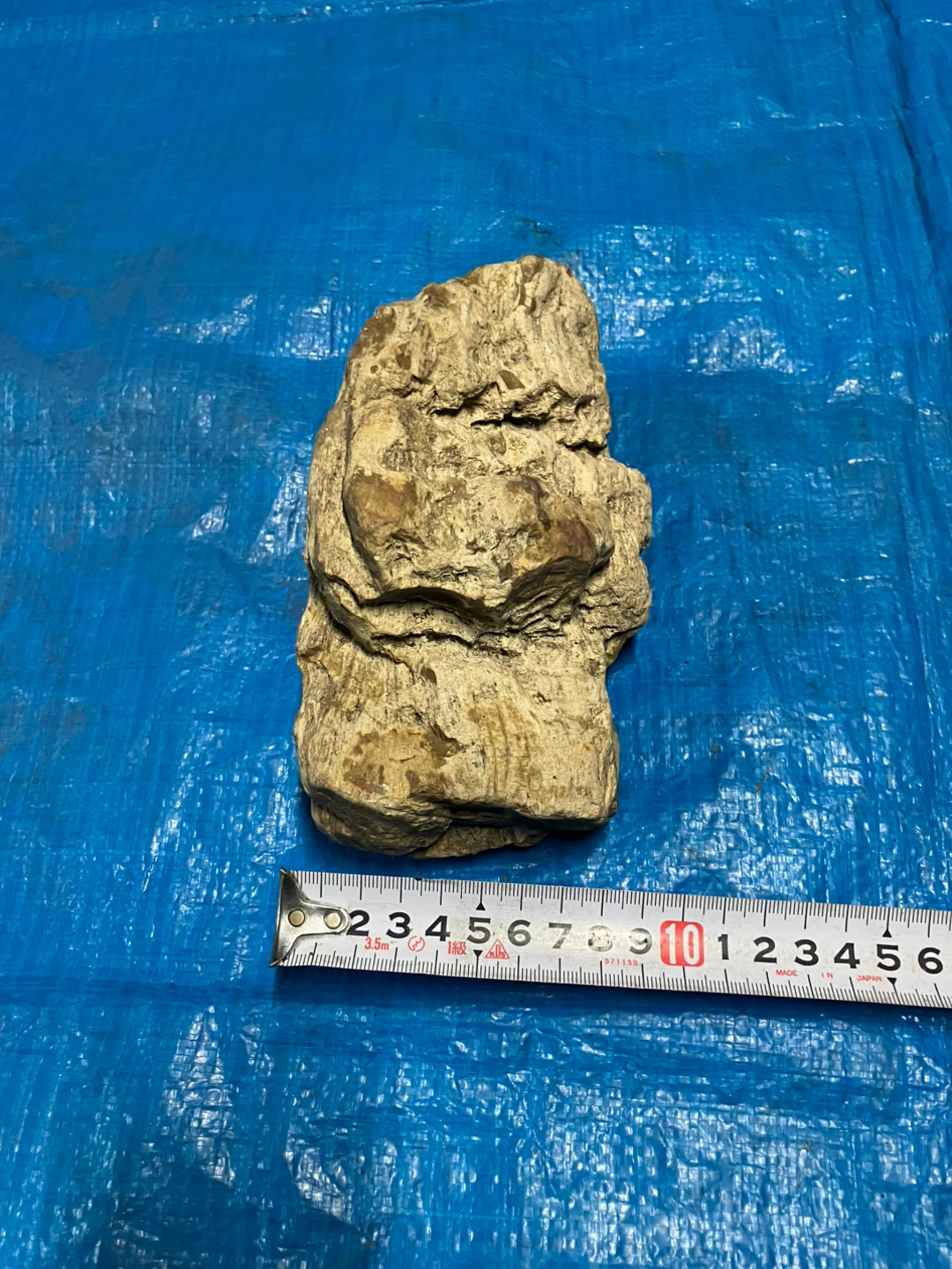 ❶珪化木 化石 天然石 観賞石の写真3枚目