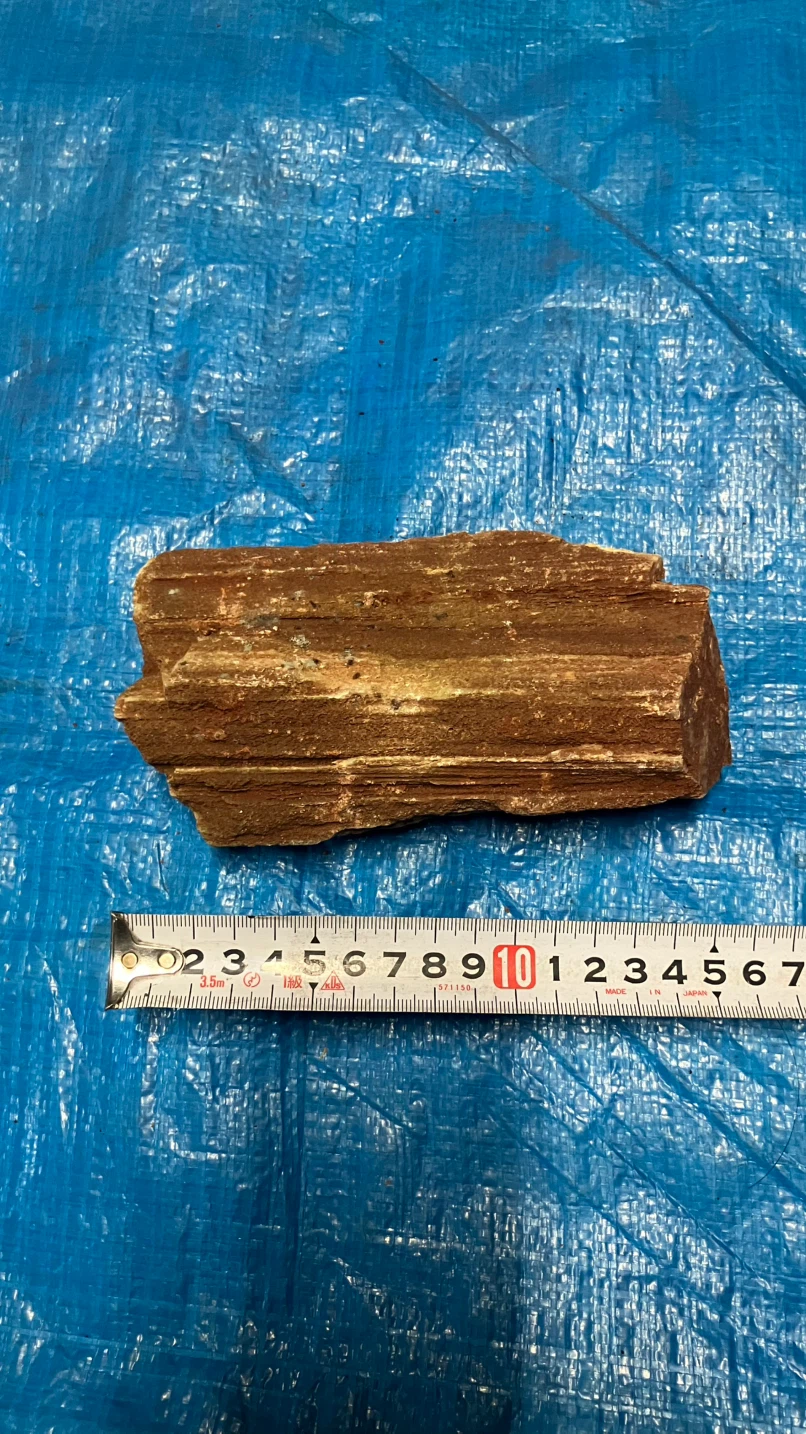❸珪化木 樹化石 木の化石 原石