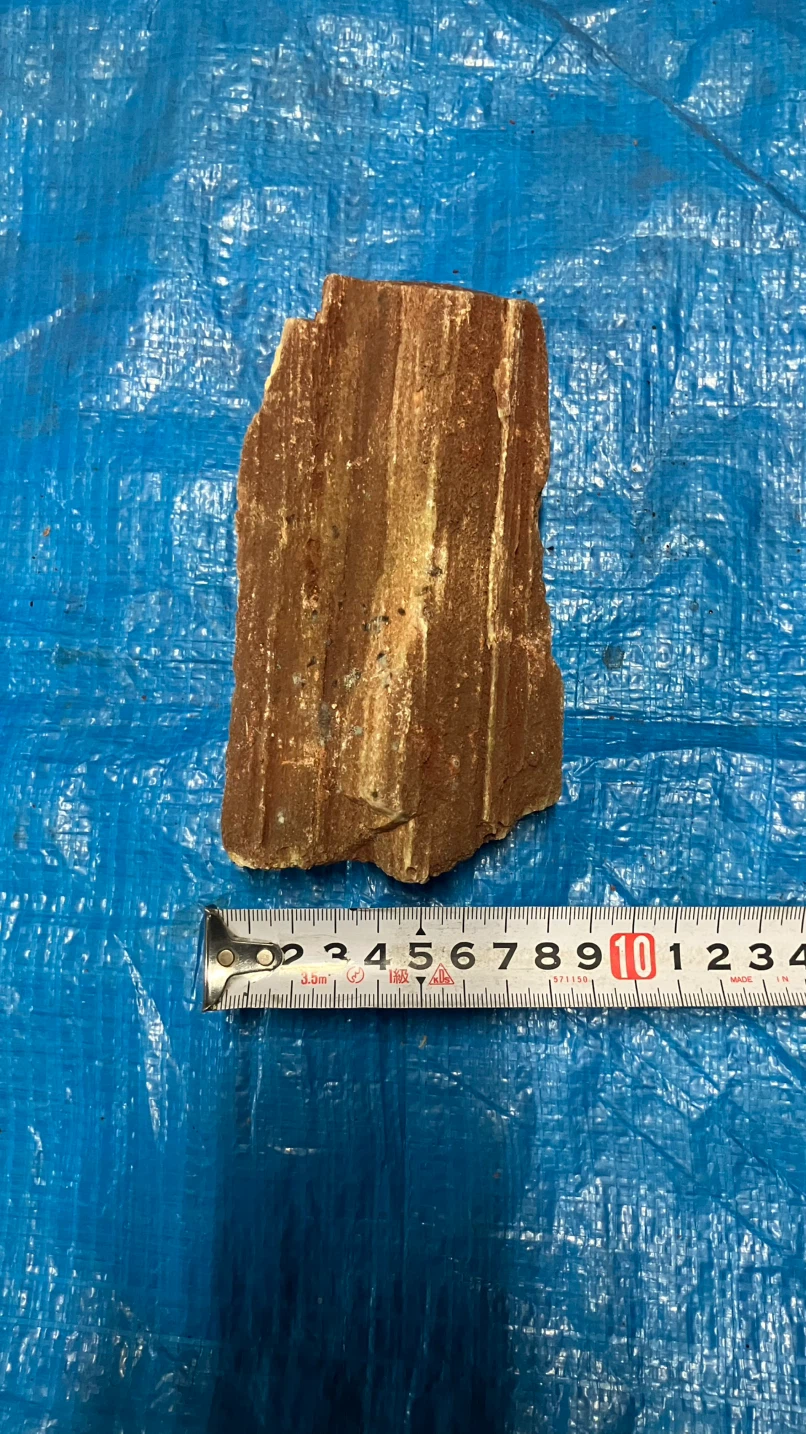 ❸珪化木 樹化石 木の化石 原石の写真2枚目