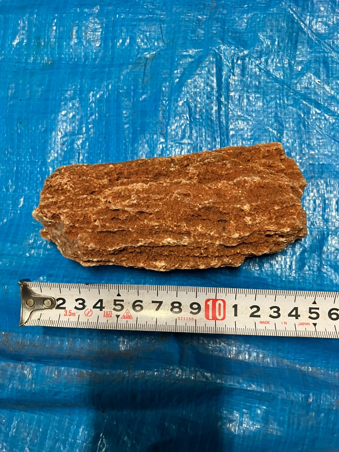 ❺珪化木 樹木の化石 原石