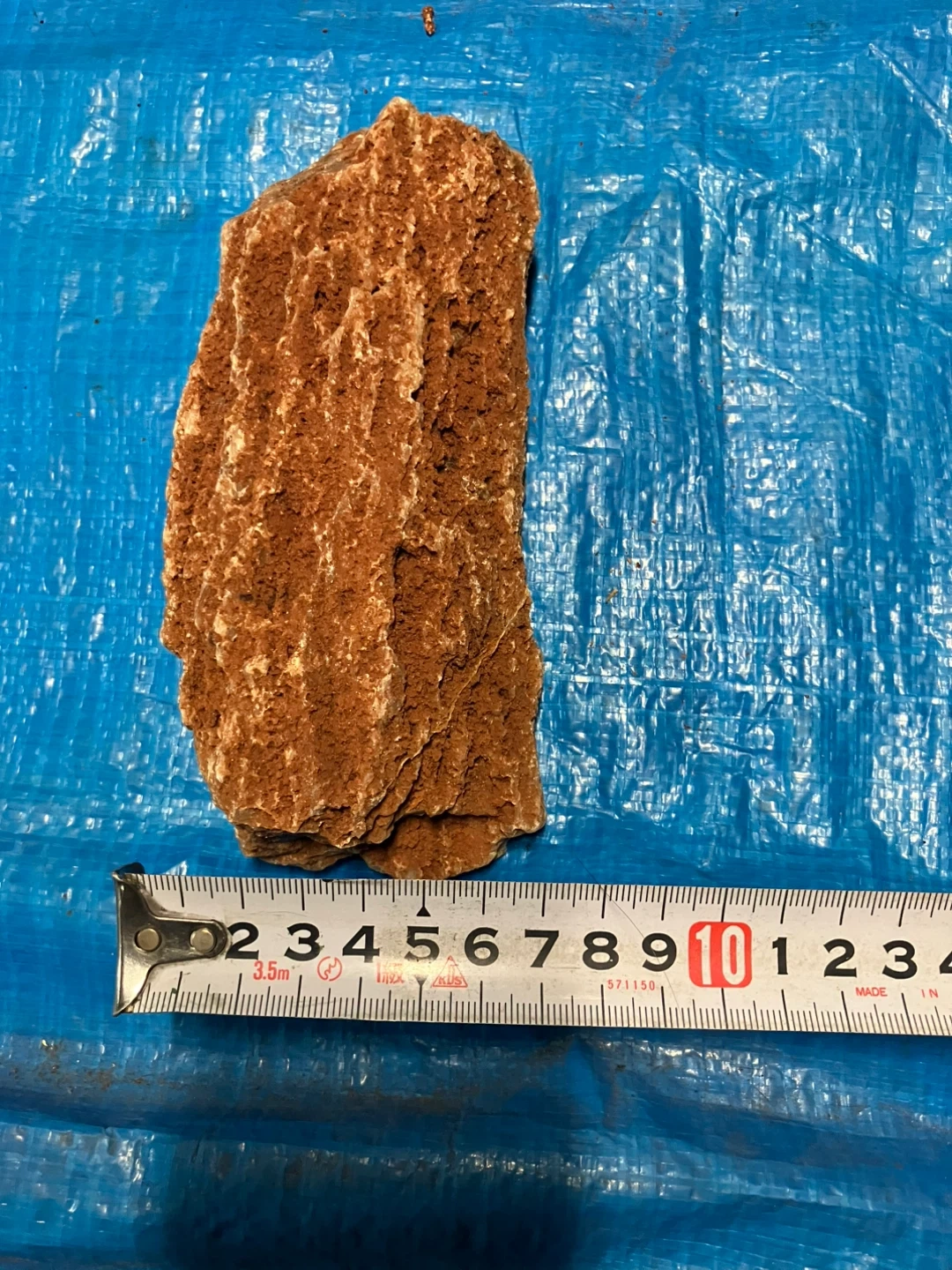 ❺珪化木 樹木の化石 原石の写真2枚目