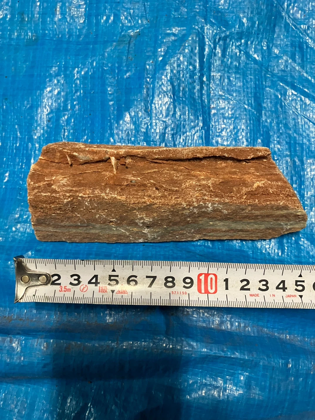 ❻珪化木 樹木の化石 原石の写真2枚目