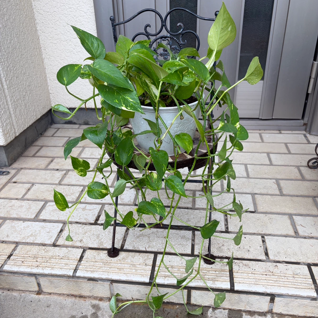 観葉植物　ポトス