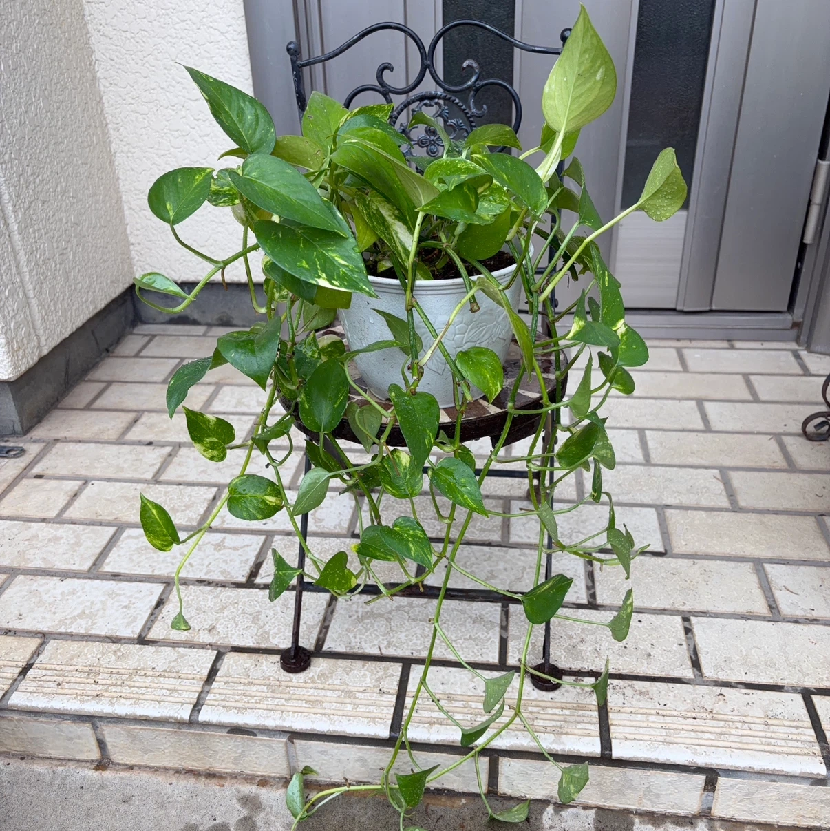 観葉植物 ポトス