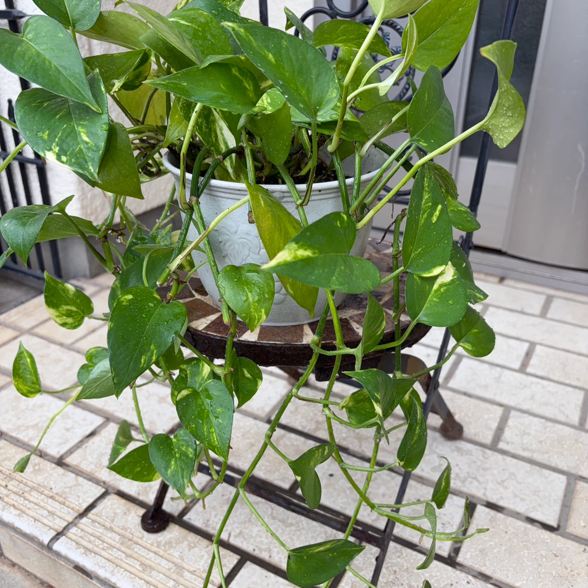 観葉植物　ポトスの写真2枚目