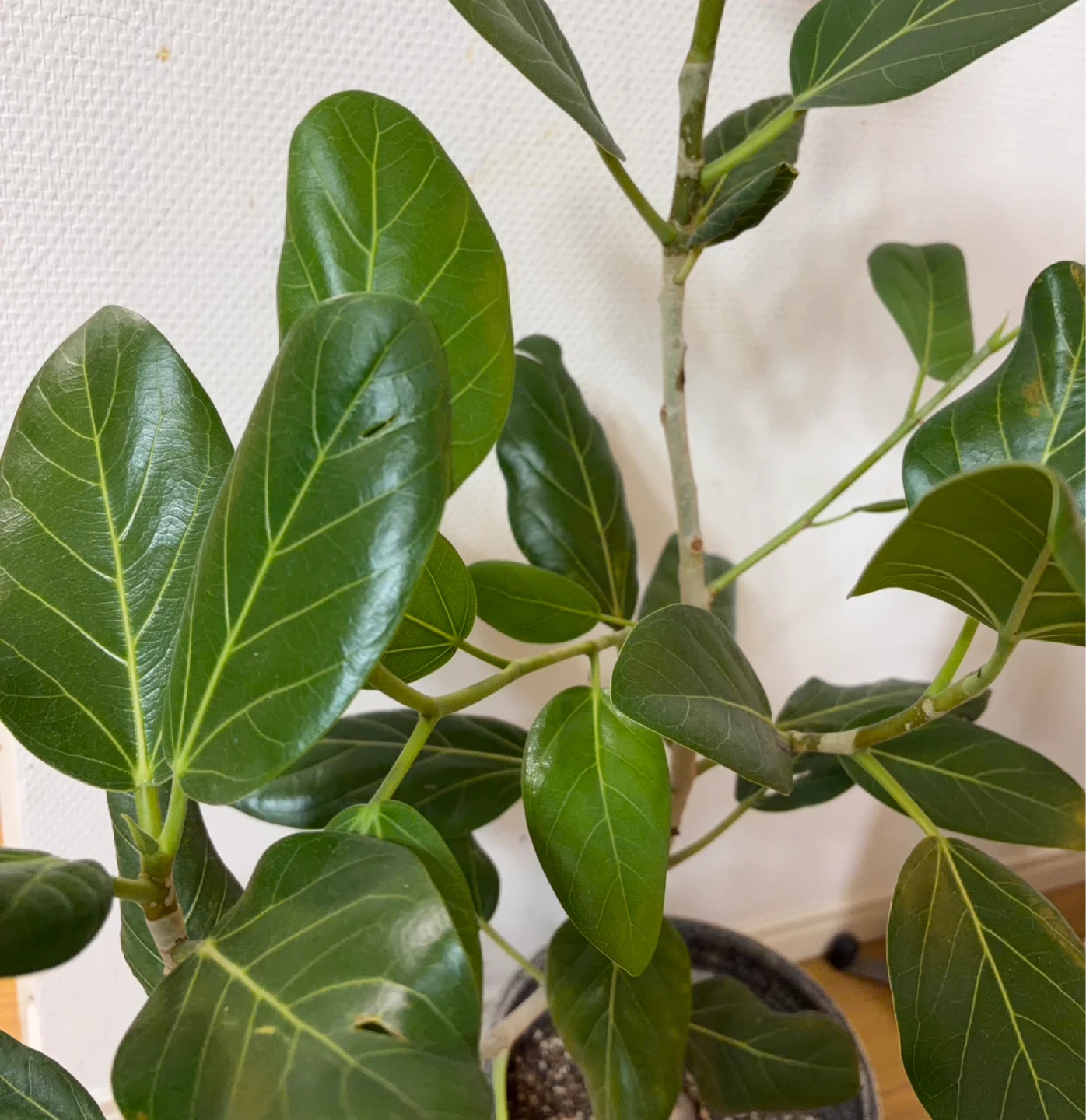 フィカス・ベンガレンシス 高さ約100㎝　観葉植物の写真3枚目