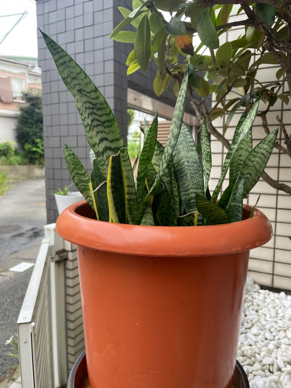 サンスベリア 観葉植物 鉢付き