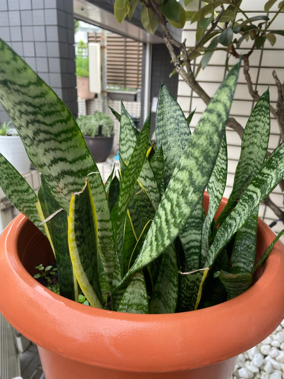サンスベリア 観葉植物 鉢付きの写真2枚目