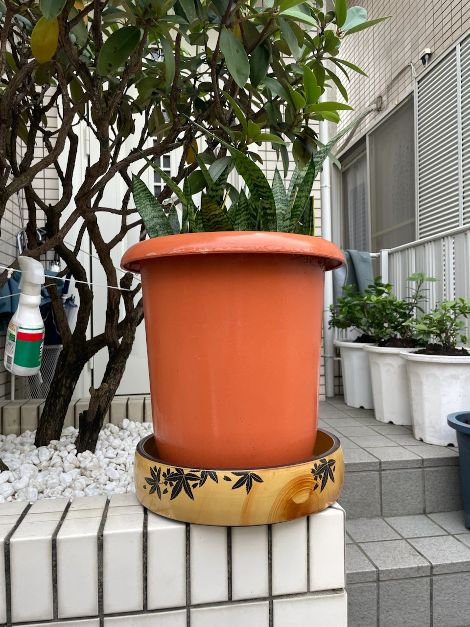 サンスベリア 観葉植物 鉢付きの写真3枚目