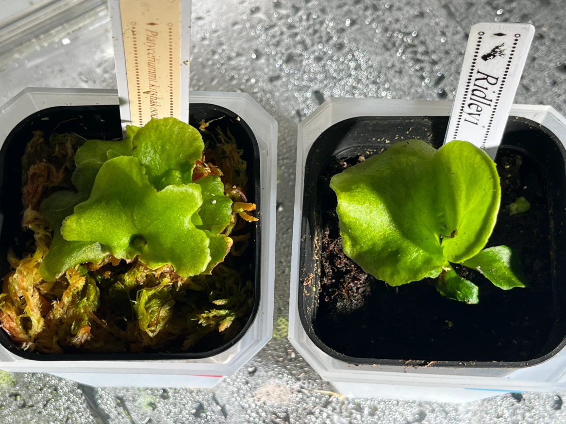 【観葉植物】リドレイ＆キッチャックード幼苗セット✨🌱
