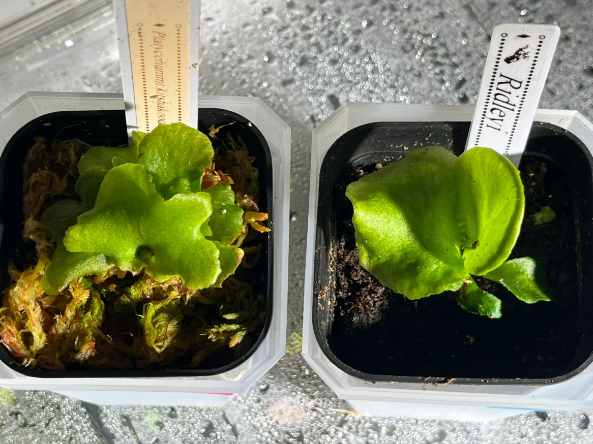 【観葉植物】リドレイ&キッチャックード幼苗セット✨🌱