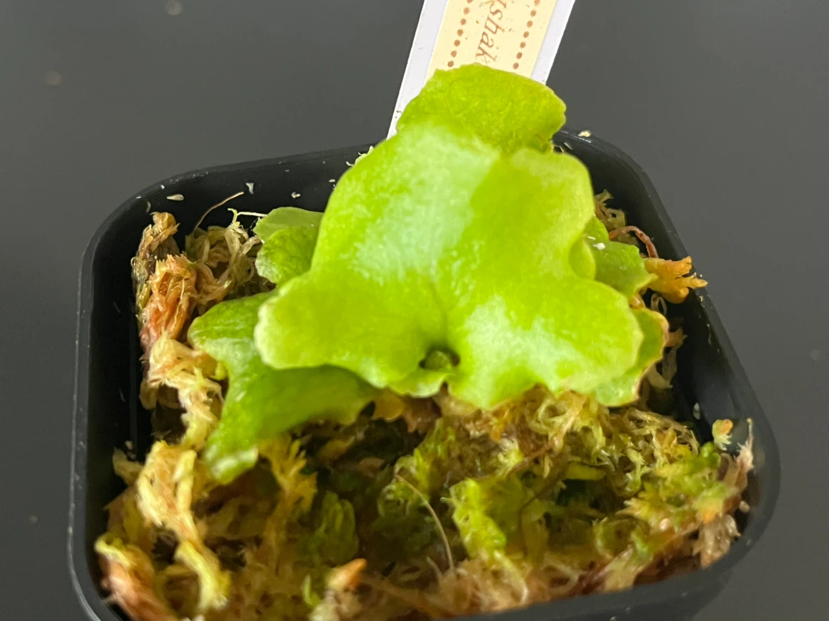【観葉植物】リドレイ＆キッチャックード幼苗セット✨🌱の写真3枚目
