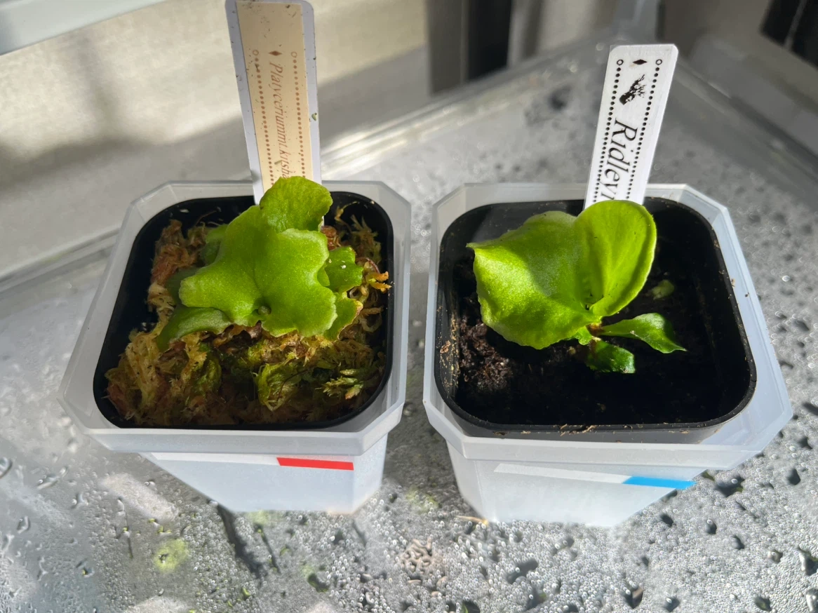 【観葉植物】リドレイ&キッチャックード幼苗セット✨🌱の写真4枚目