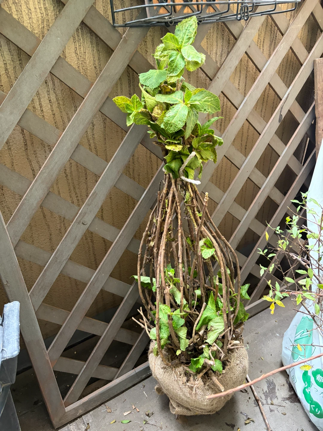 紫陽花 苗木　庭木