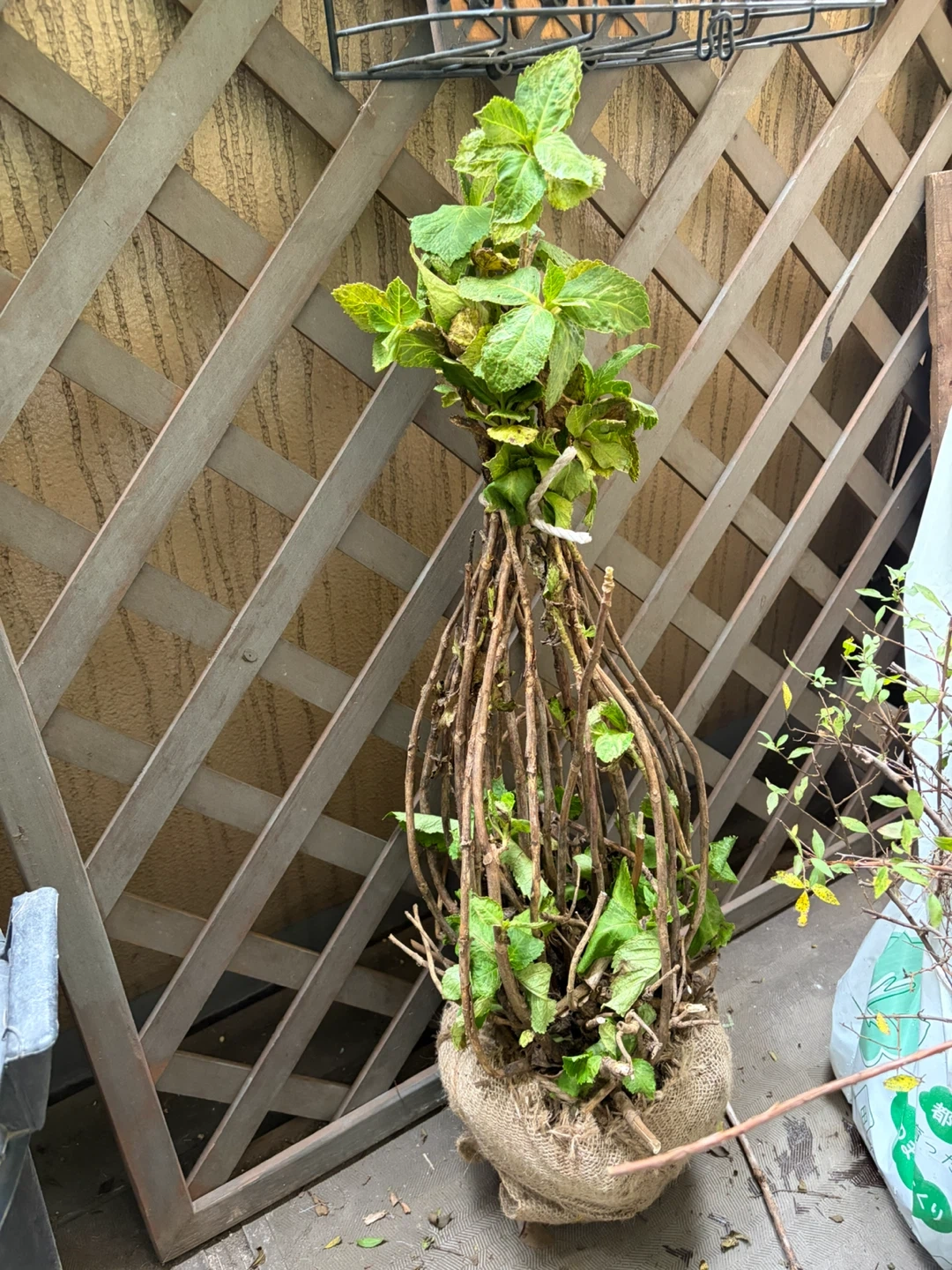 紫陽花 苗木 庭木