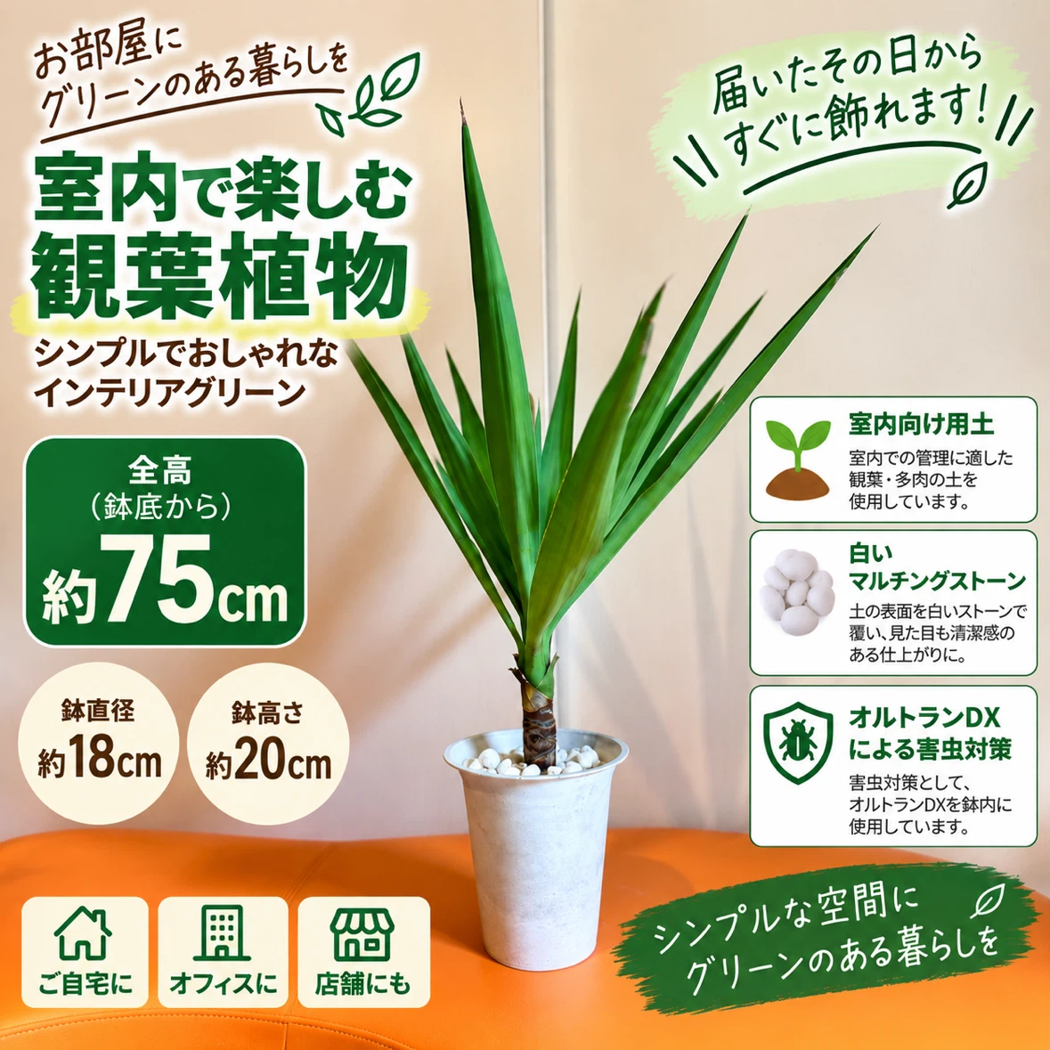 【屋内用】観葉植物 ユッカ 約75cm｜室内向け用土・白石仕上げ｜鉢付き インテリアグリーン