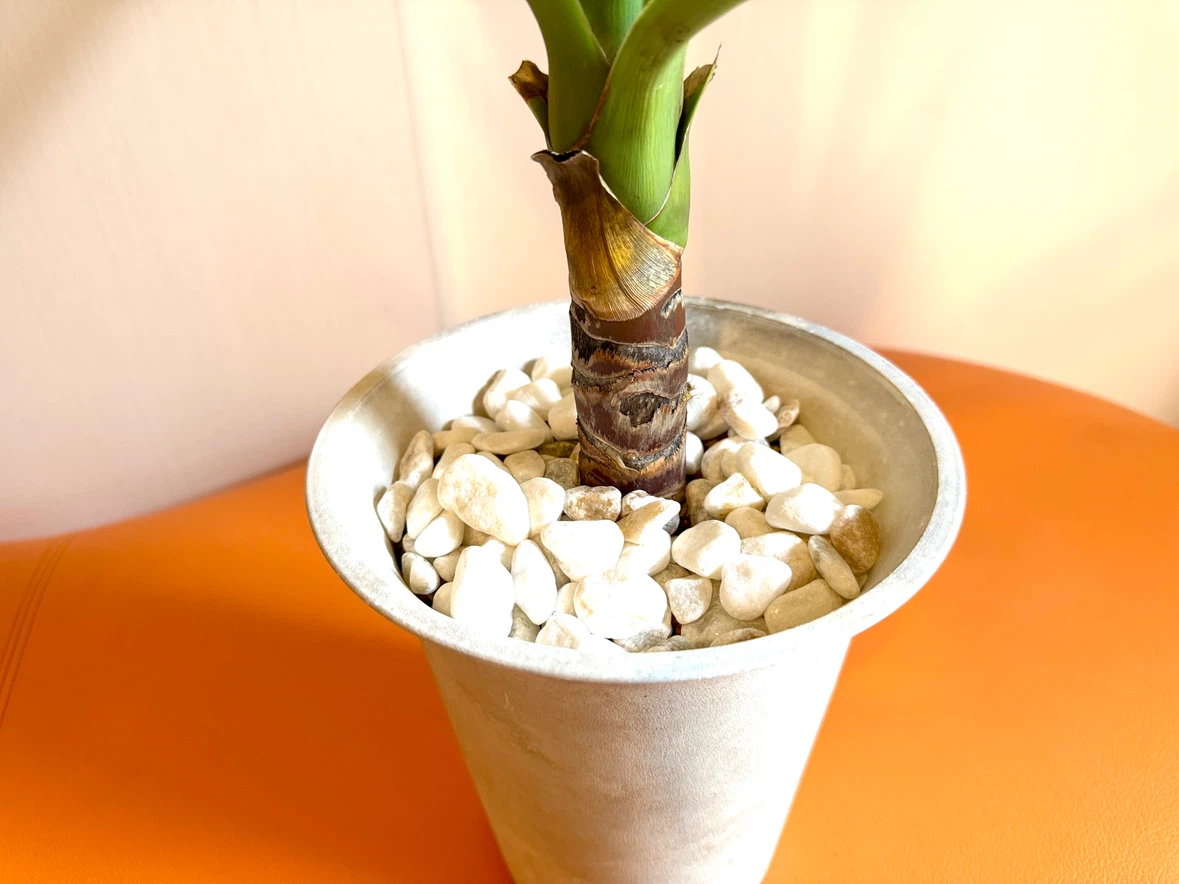 【屋内用】観葉植物 ユッカ 約75cm｜室内向け用土・白石仕上げ｜鉢付き インテリアグリーンの写真2枚目