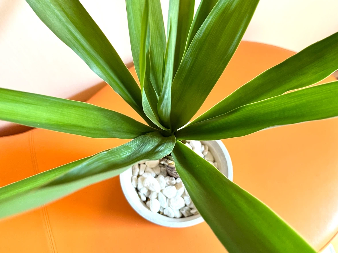 【屋内用】観葉植物 ユッカ 約75cm|室内向け用土・白石仕上げ|鉢付き インテリアグリーンの写真3枚目