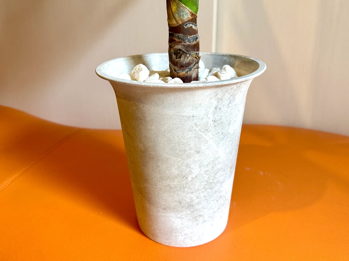 【屋内用】観葉植物 ユッカ 約75cm|室内向け用土・白石仕上げ|鉢付き インテリアグリーンの写真4枚目
