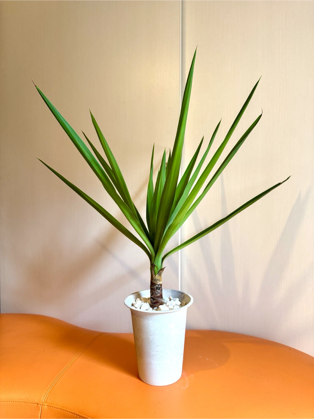 【屋内用】観葉植物 ユッカ 約75cm｜室内向け用土・白石仕上げ｜鉢付き インテリアグリーンの写真5枚目