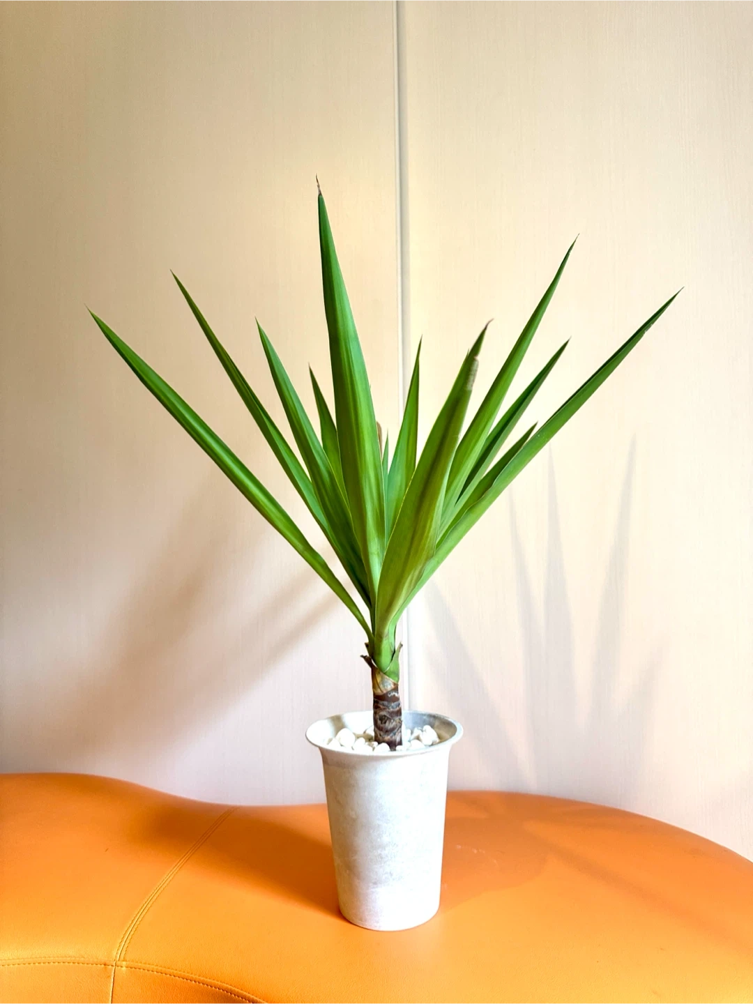 【屋内用】観葉植物 ユッカ 約75cm|室内向け用土・白石仕上げ|鉢付き インテリアグリーンの写真6枚目