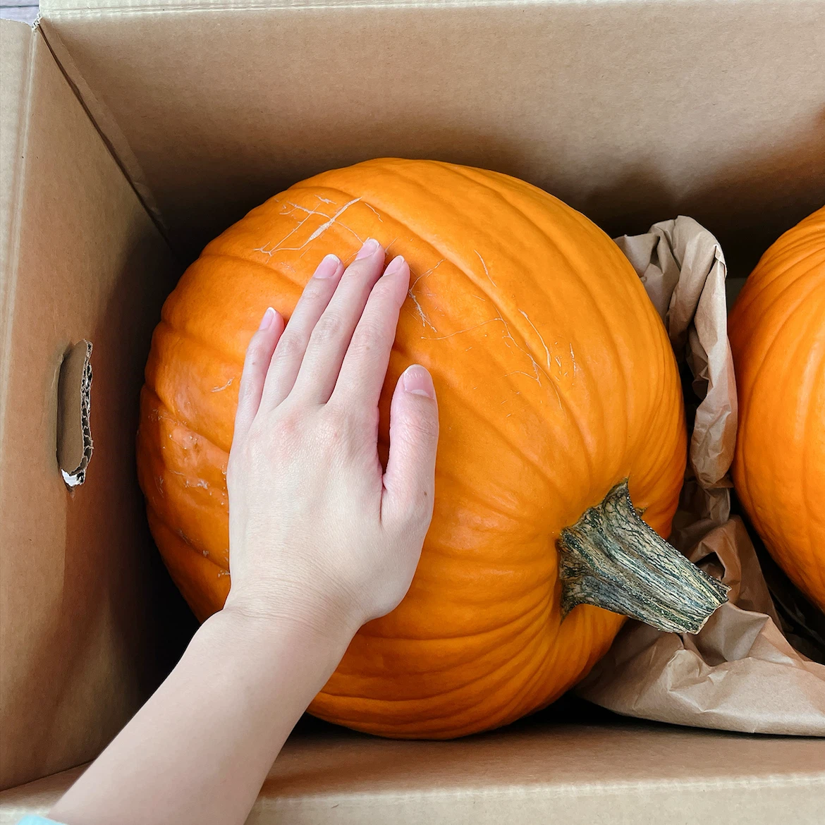 ハロウィン用 パンプキン 2個セット 顔シール付きの写真2枚目