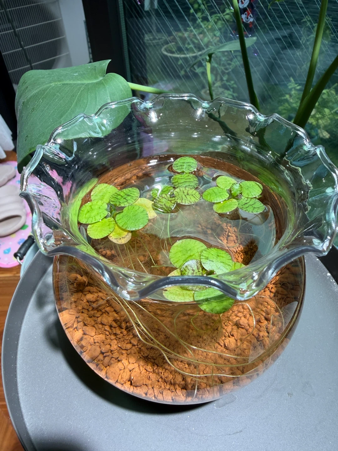 金魚鉢 水槽 アマゾンフロッグピットが育ってます。