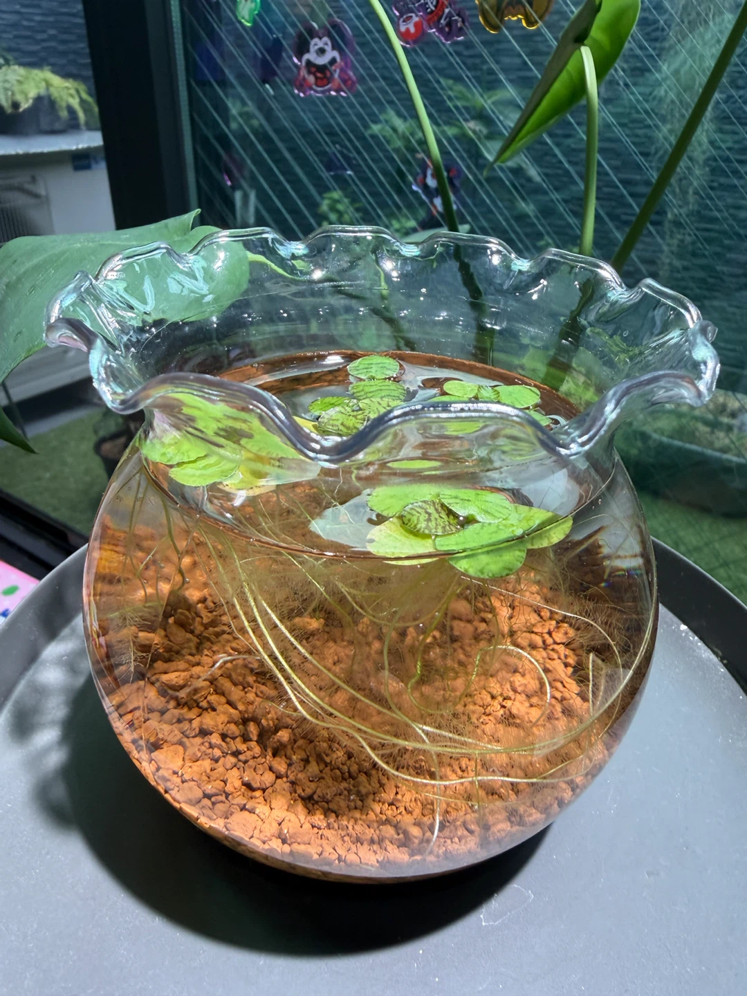 金魚鉢 水槽 アマゾンフロッグピットが育ってます。の写真2枚目
