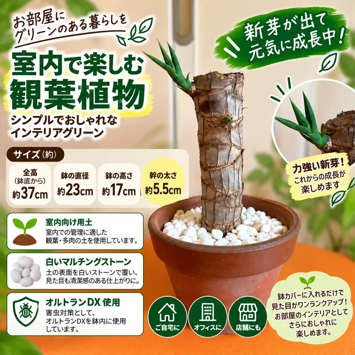 【屋内用/新芽成長中】観葉植物 太幹5.5cm/全高37cm/鉢付き・室内管理