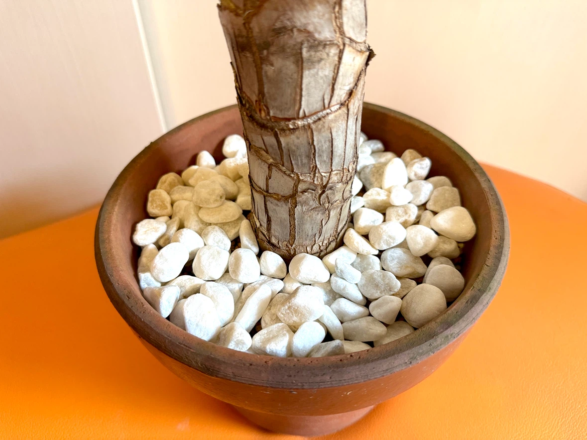 【屋内用/新芽成長中】観葉植物 太幹5.5cm／全高37cm／鉢付き・室内管理の写真2枚目