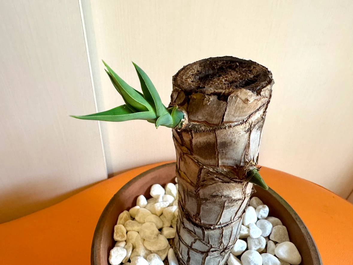 【屋内用/新芽成長中】観葉植物 太幹5.5cm／全高37cm／鉢付き・室内管理の写真3枚目