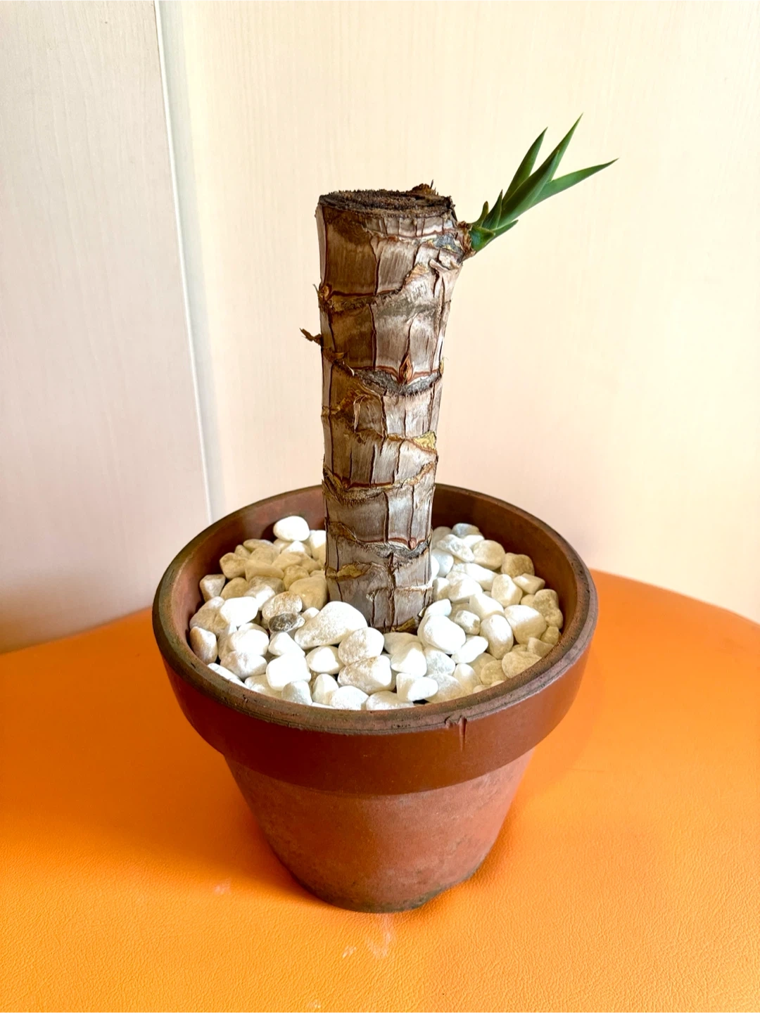 【屋内用/新芽成長中】観葉植物 太幹5.5cm/全高37cm/鉢付き・室内管理の写真4枚目