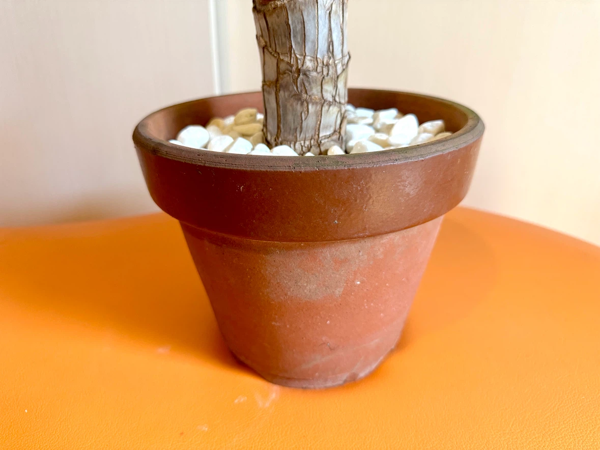 【屋内用/新芽成長中】観葉植物 太幹5.5cm／全高37cm／鉢付き・室内管理の写真5枚目