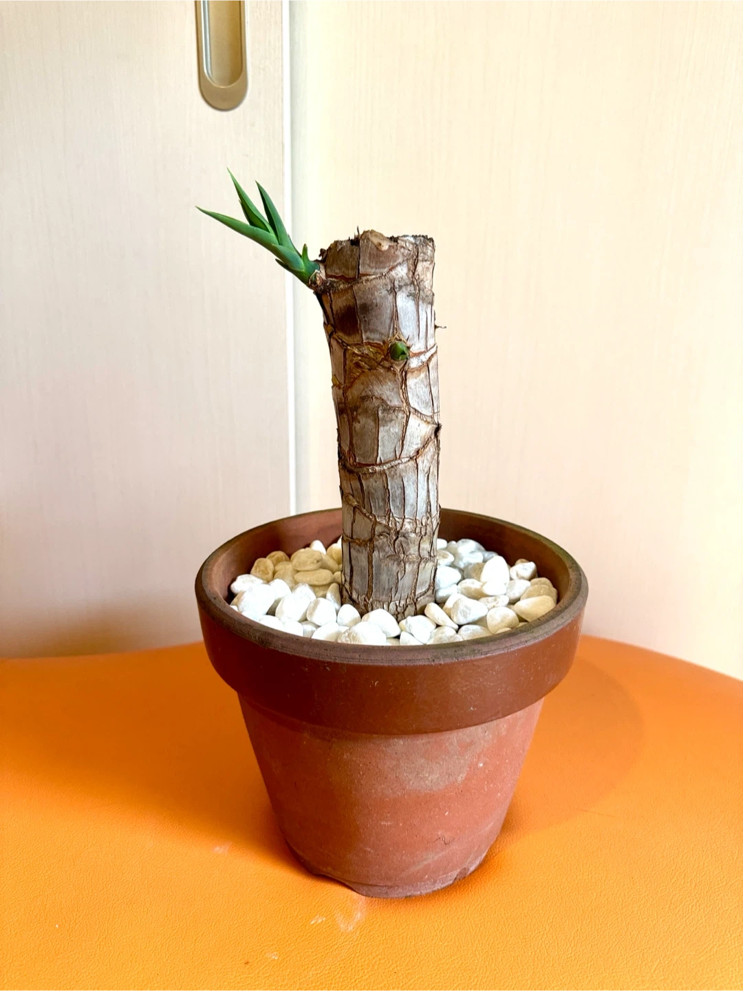 【屋内用/新芽成長中】観葉植物 太幹5.5cm/全高37cm/鉢付き・室内管理の写真6枚目
