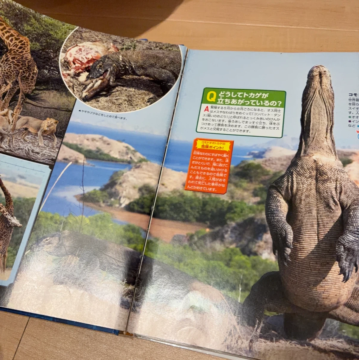 講談社の動く図鑑MOVE 危険生物 DVD付の写真3枚目