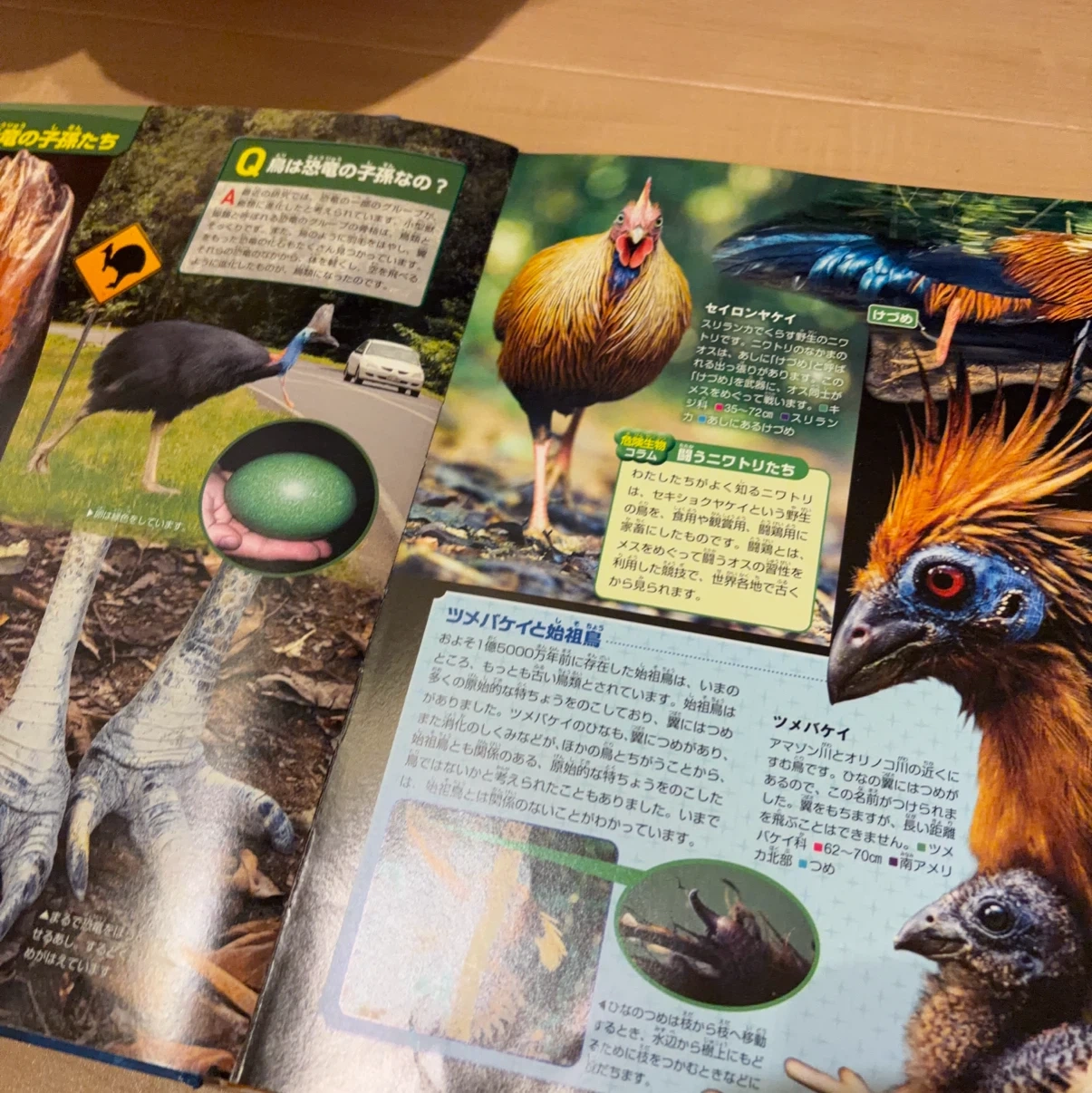 講談社の動く図鑑MOVE 危険生物 DVD付の写真4枚目
