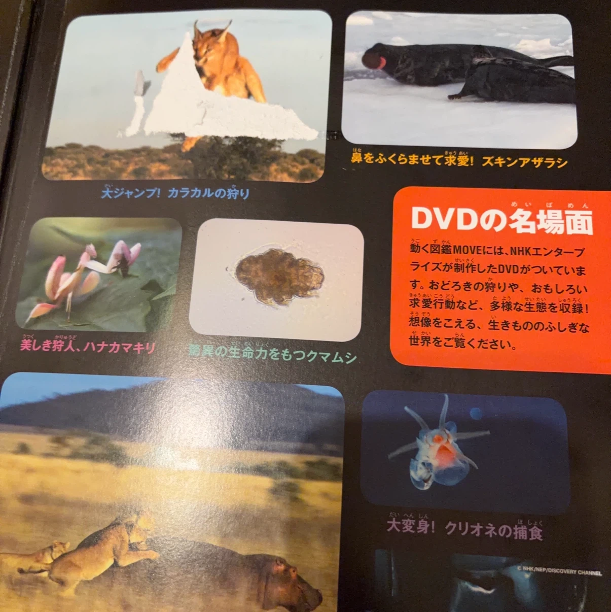 講談社の動く図鑑MOVE 生きもののふしぎ DVD付の写真3枚目
