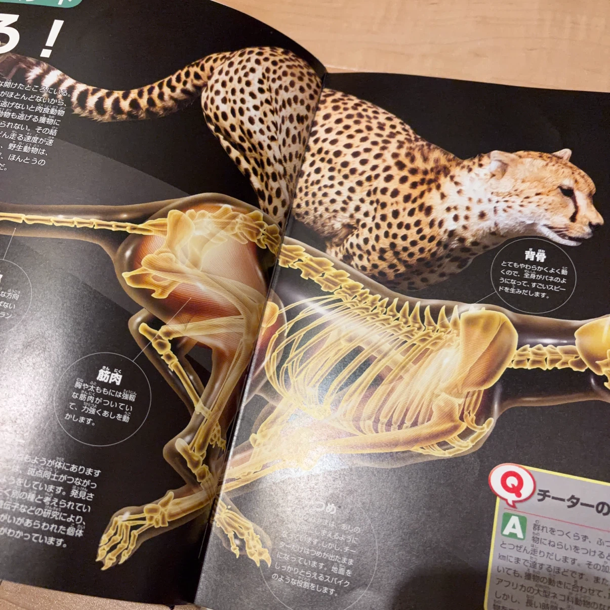 講談社の動く図鑑MOVE 生きもののふしぎ DVD付の写真4枚目