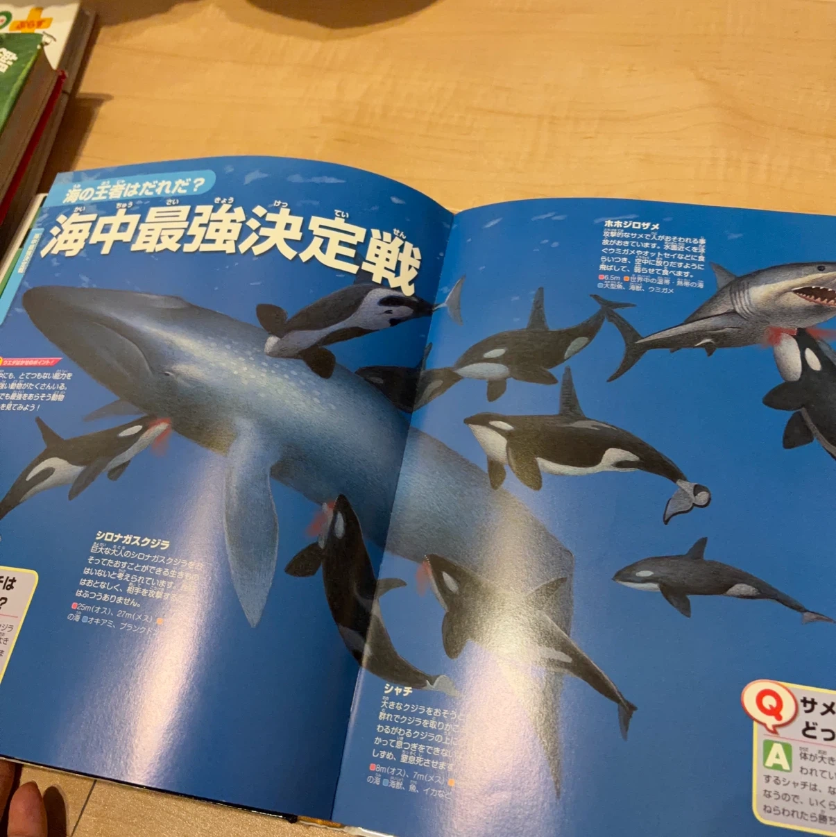 講談社の動く図鑑MOVE 生きもののふしぎ DVD付の写真6枚目