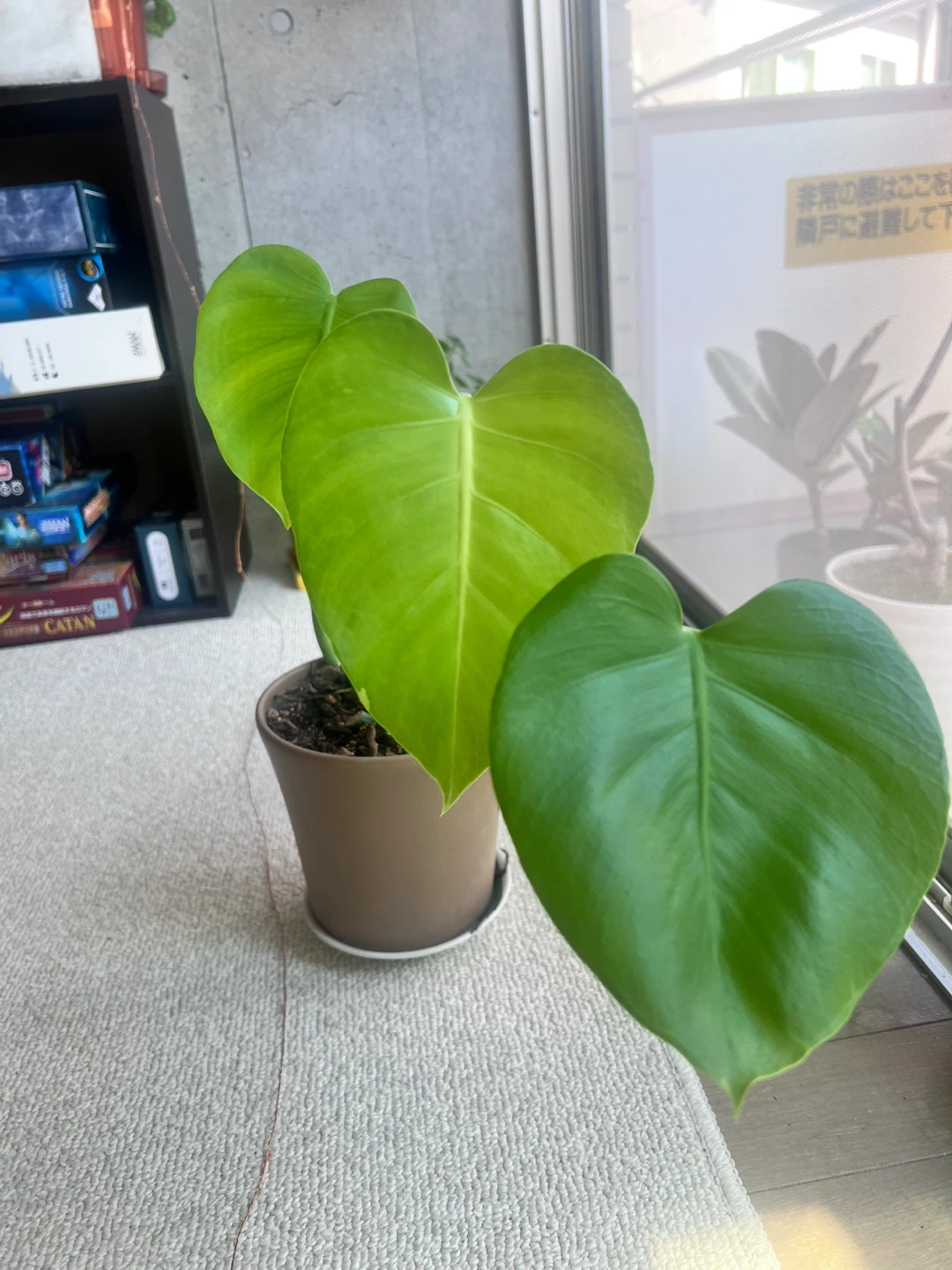 モンステラ 観葉植物 鉢