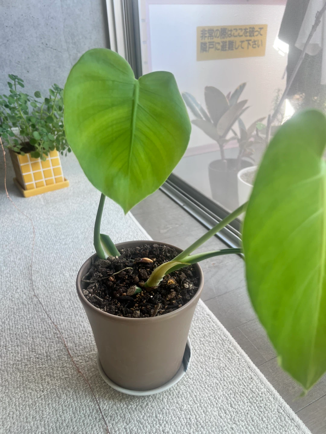モンステラ 観葉植物 鉢の写真2枚目