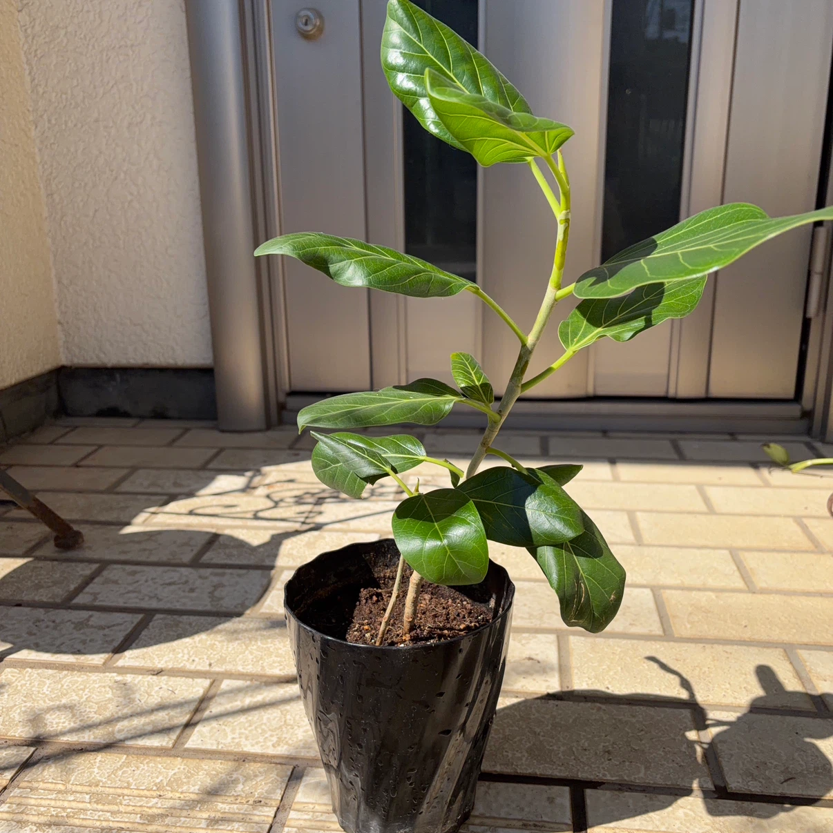 フィカス・ベンガレンシ　観葉植物